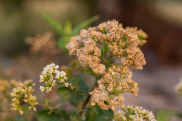 Fluffy white flower clusters nature trail close-up photography outdoor garden macro view flowering concept