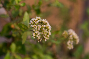 Delicate white blossoms of nature outdoor garden close-up photography natural light serene atmosphere floral beauty