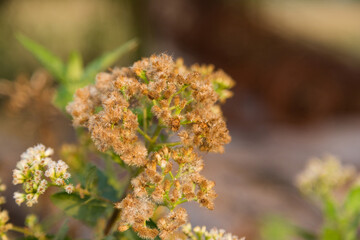 Blooming wildflowers in nature close-up photography outdoor serenity natural beauty vibrant environment