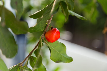 Harvesting red berries orchard nature photography sunny day close-up fresh produce