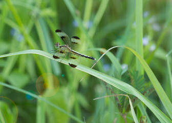 Dragonfly in flight over lush grass nature photography outdoor scene close-up view insect behavior