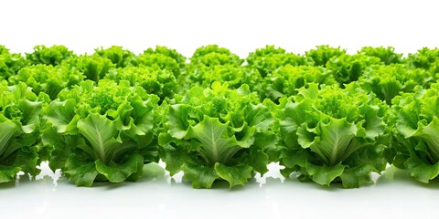 Obraz premium Hydroponic Green Lettuce Farming: Sustainable Growing Techniques & High Yield Production