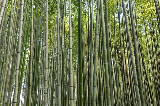 green bamboo forest background
