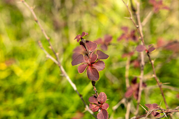 wild flowers in the forest