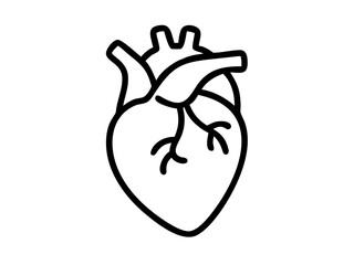 Anatomical Heart line art vector, Heart icon outline drawing vector illustration