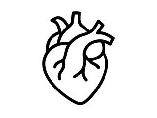 Obraz premium Anatomical Heart line art vector, Heart icon outline drawing vector illustration