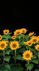 Obraz premium Vibrant sunflowers, dark background, lush green leaves.