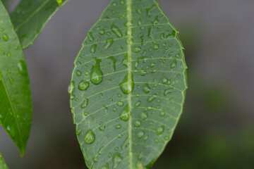 Refreshing rain on green leaves nature close-up raindrops outdoor macro photography vibrant environment