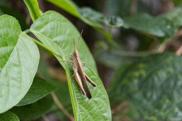 Grasshopper in natural habitat forest wildlife photography lush greenery close-up view nature's intricacies