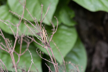 Grasshopper on dry twigs lush green background nature photography outdoor environment close-up view insect life