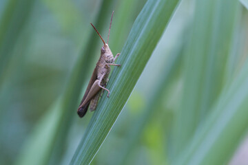 Grasshopper on green leaf nature close-up macro photography lush environment in-depth perspective