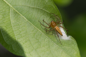 Spider observing on green leaf in a natural habitat macro photography close-up nature wildlife