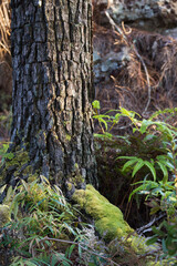 Majestic tree trunk with moss and ferns forest floor nature photography lush environment close-up view natural beauty