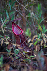 Unique pitcher plant blooms in lush forest nature photography close-up view botanical beauty
