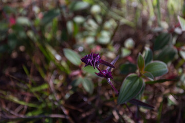 Delicate purple orchid bloom tropical forest close-up photography natural habitat ground level botanical beauty