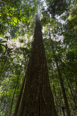 Majestic tall tree reaching sky dense forest nature photography lush environment ground view growth concept