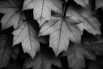 A close-up of autumn leaves in black and white