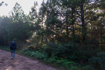 Solo walker in serene forest path nature trail photography daytime back view tranquility concept