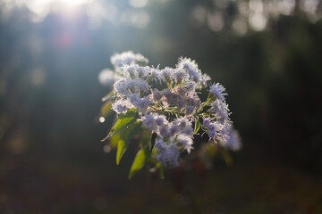 Delicate wildflower blossoms natural forest photography soft focus close-up serenity in nature