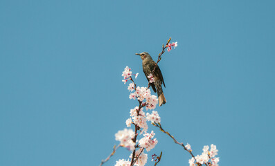 Close up of a Bulbul bird sitting on a blooming cherry blossom tree taken in Japan
