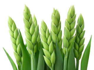 Vibrant Green Wheat Stalks A Close Up Photography of Young Wheat Plants