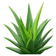 Fototapeta premium Fresh Aloe Vera Plant with Water Droplets on Green Leaves Close-Up, isolated on transparent background.
