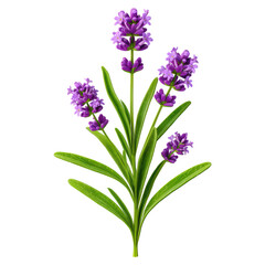 Fototapeta premium Beautiful Lavender Blossom with Green Leaves Against White Background, isolated on transparent background.