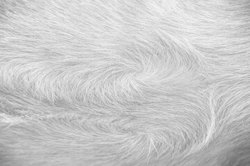 Fur short smooth texture of white grey dog background