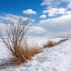 A snow covered frozen tundra background with dry grass in the foreground against a blue sky with scattered white clouds landscape view.