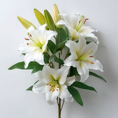Lily blossoms with leaves still life on white background