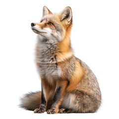 Fototapeta premium Elegant fox with captivating gaze against a stark dark backdrop