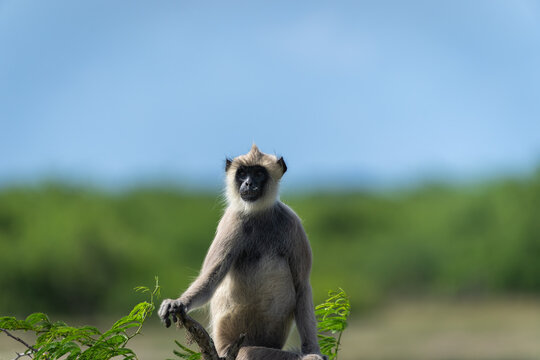 Purple -faced langur or Semnopithecus vetulus portrait sitting in fork at top of a tree