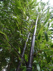 Close-up of black bamboo - Gros plan sur des bambous noirs