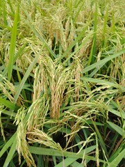 Close Perspective of Flourishing Rice Plants in a Paddy Field – Sustainable Agriculture and Organic Farming Background for Rural Environment and Crop Cultivation Concepts