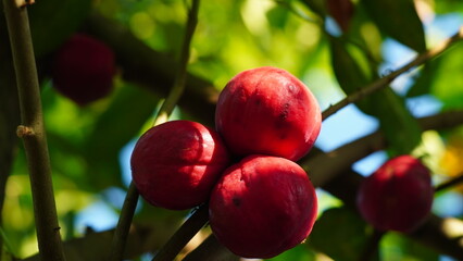 Red fruit of God's Crown (Phaleria macrocarpa) on a tree branch with dense bunches of three in a closeup shot and blurred background.