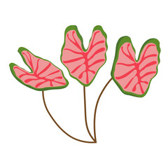 Caladium Tropical Flowers, Tropical Leaves Vector Illustration