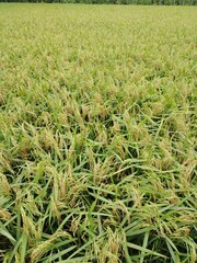 Lush Green Paddy Field with Ripening Rice Crops in Countryside Landscape – Agricultural Farmland Background for Organic Farming and Sustainable Food Production Concepts