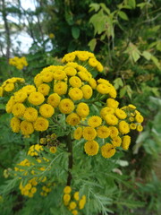 Close-up of common tansy flowers - Gros plan sur des fleurs de tanaisie commune