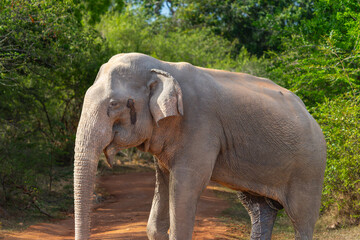 Large bull Sri Lankan elephant or elephas maximus maximus on safari road in aggressive state in...