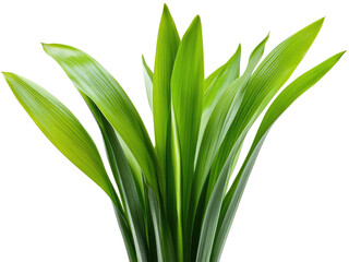 Vibrant Green Plant Leaves Close Up Photography: Lush Foliage Texture and Nature's Beauty