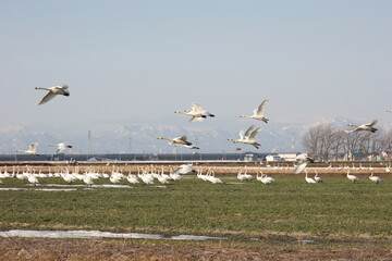 緑が増えた畑から飛び立つ白鳥の群れ