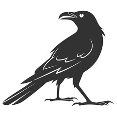 Fototapeta premium crow on a white background