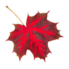 Red maple leaf isolated on transparent background.