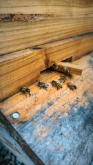 Busy Bees at the Hive Entrance, A Close-Up Look at Honey Production