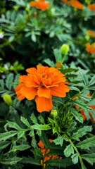Captivating marigold bloom surrounded by lush green foliage in natural light, exhibiting the...