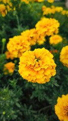 Vibrant Yellow Marigolds Blooming in Lush Green Garden, Floral Delight