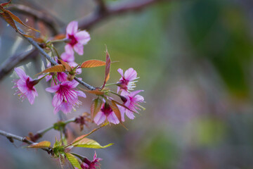 Cherry blossom blooms forest floral photography natural setting close-up spring beauty