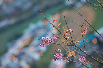 Spring blossoms and city lights nature scene urban landscape evening glow close-up perspective beauty of nature