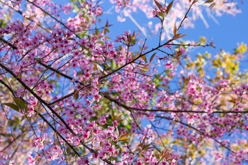 Cherry blossom bloom park nature photography springtime low angle vibrant floral beauty