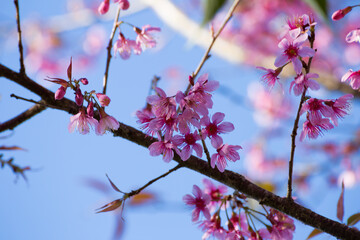 Spring blooming cherry blossom trees natural landscape photography vibrant environment close-up view beauty of nature